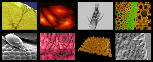 A collage of 8 images created in Beckman ITG's Microscopy Suite